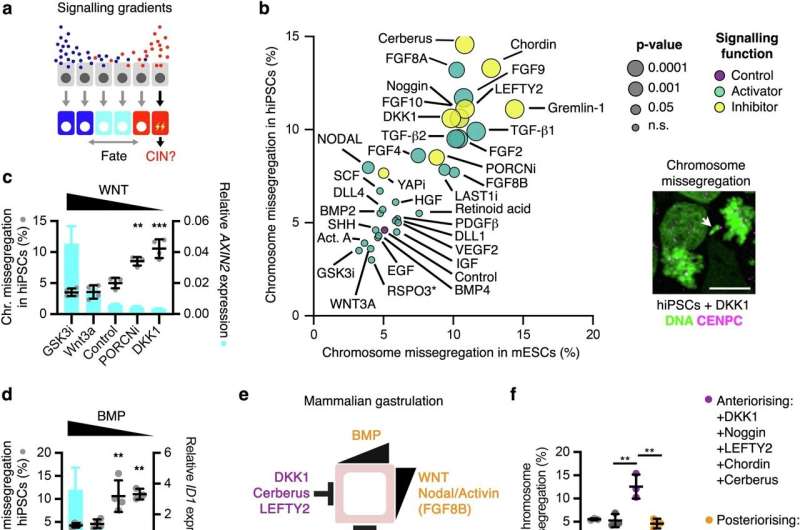 How developmental signals can contribute to genomic mosaicism